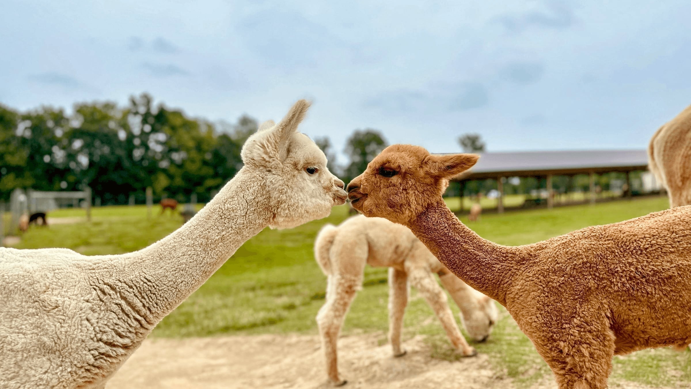 Close-up of friendly alpaca