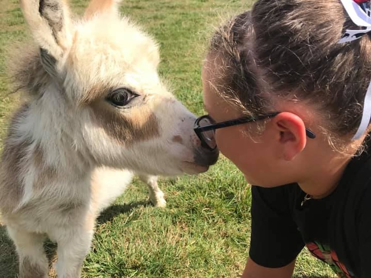 Donkey at Majestic Meadows