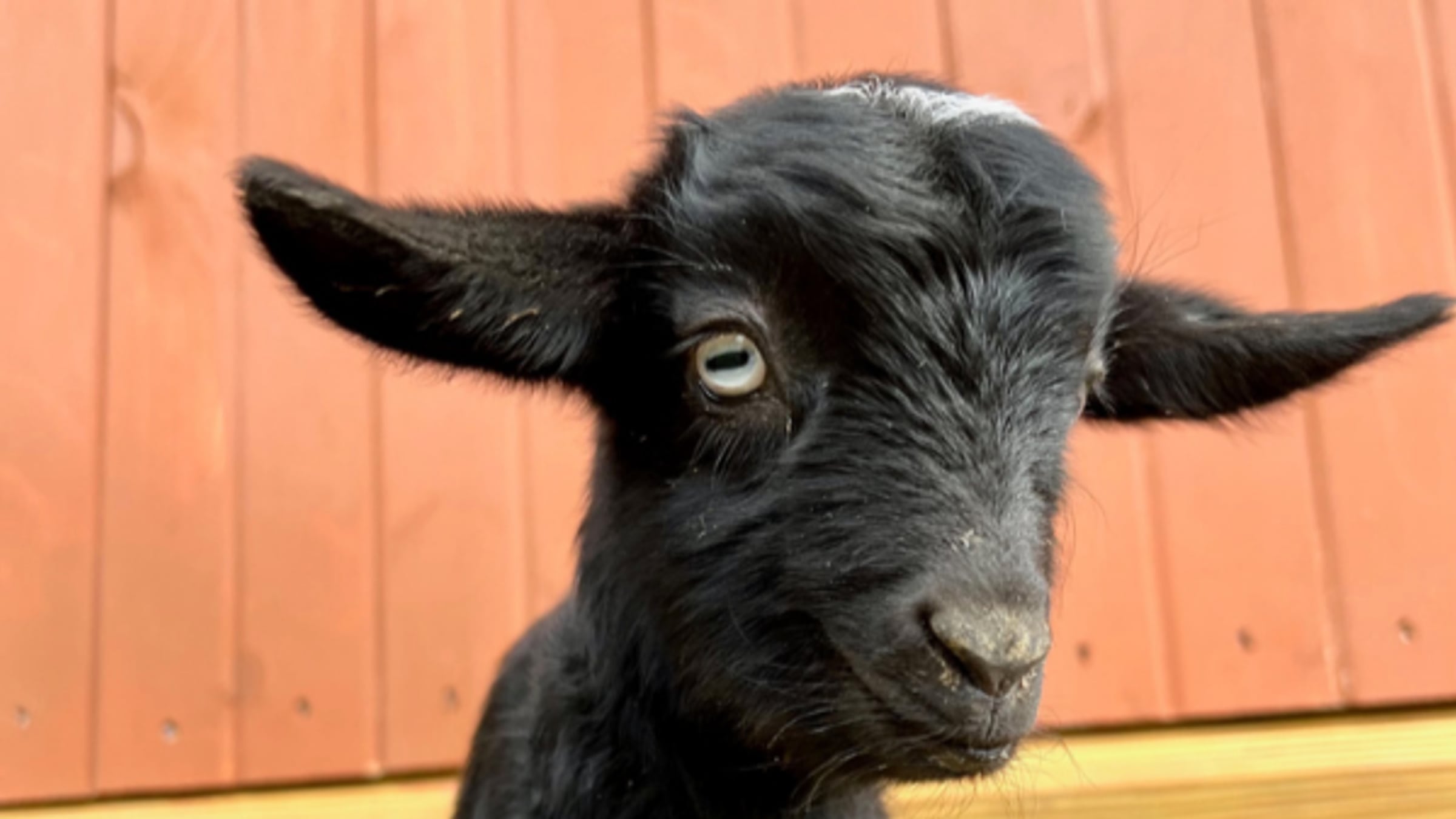 Goats at Majestic Meadows Alpacas