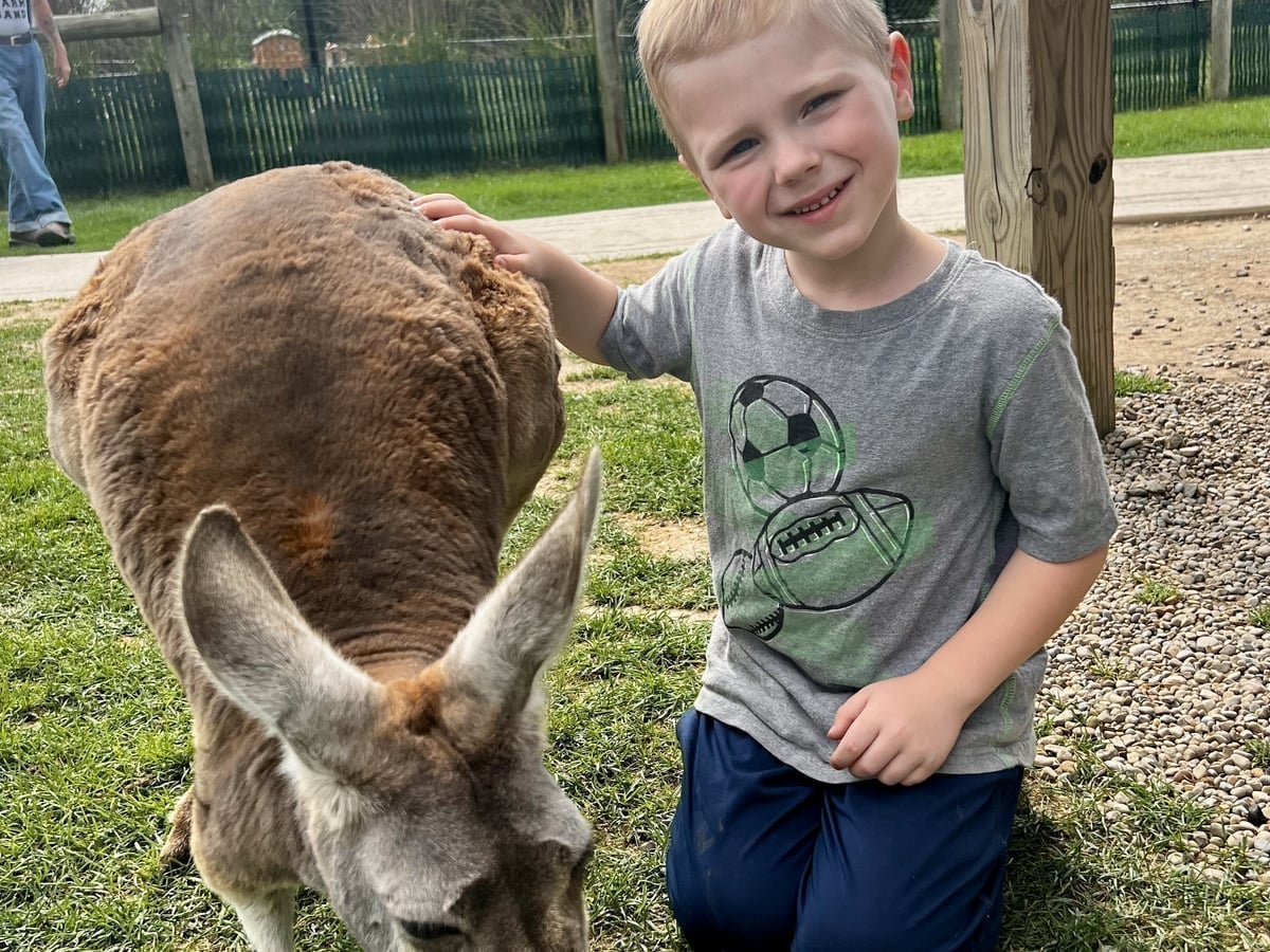 Kangaroo at Majestic Meadows