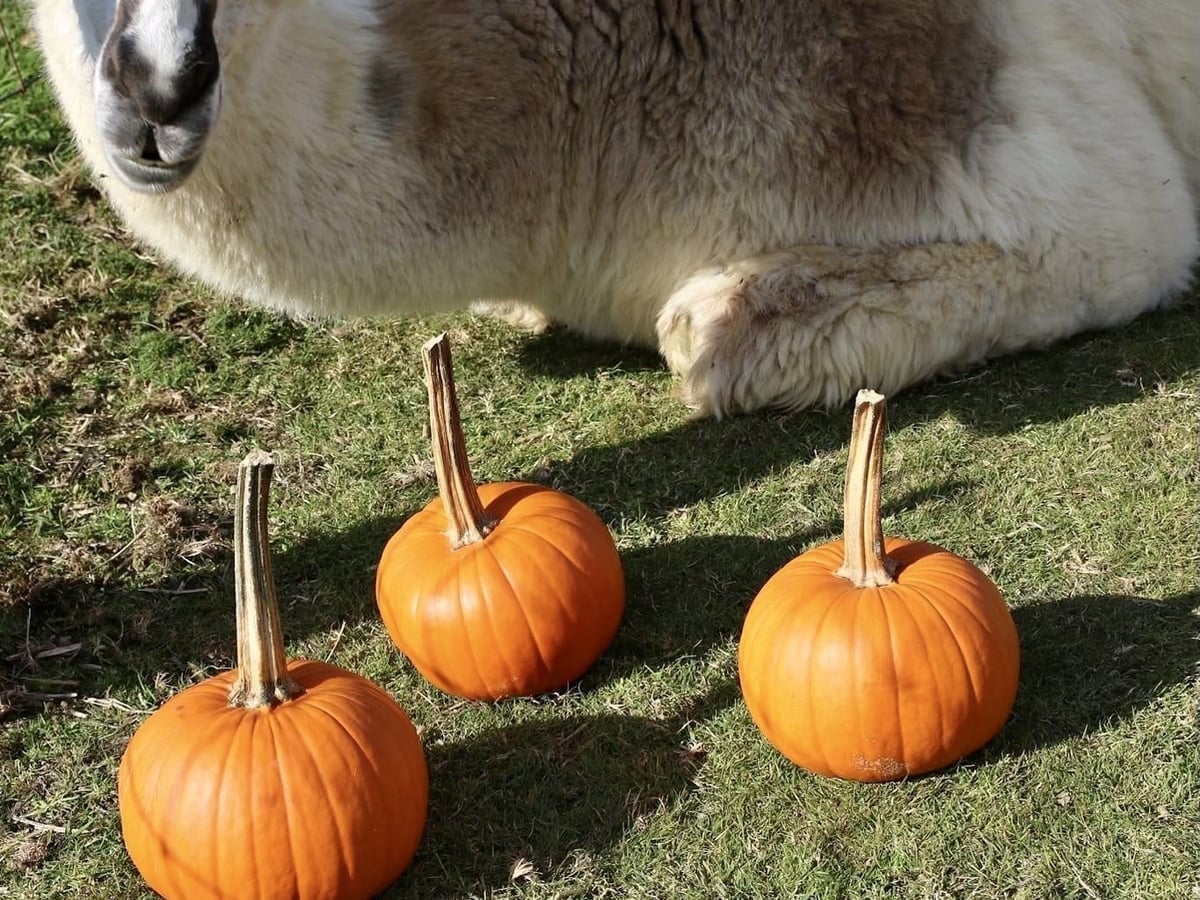 Llama at Majestic Meadows
