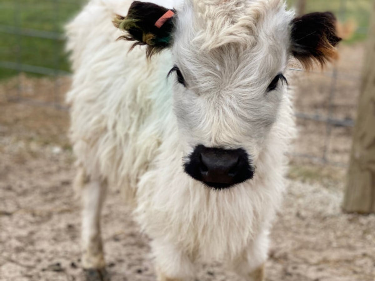 Mini cow at Majestic Meadows