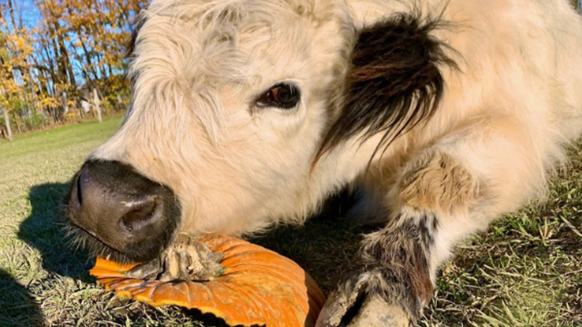 Mini Cow at Majestic Meadows Alpacas