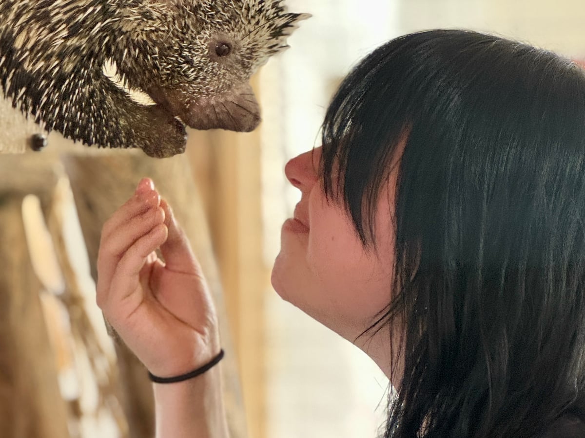 Porcupine at Majestic Meadows