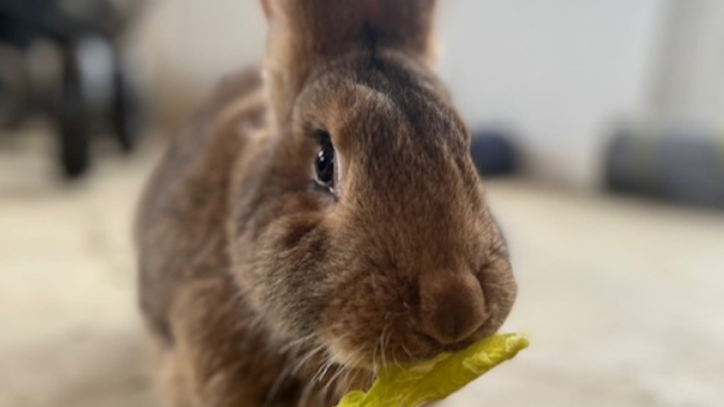 Rabbits at Majestic Meadows Alpacas