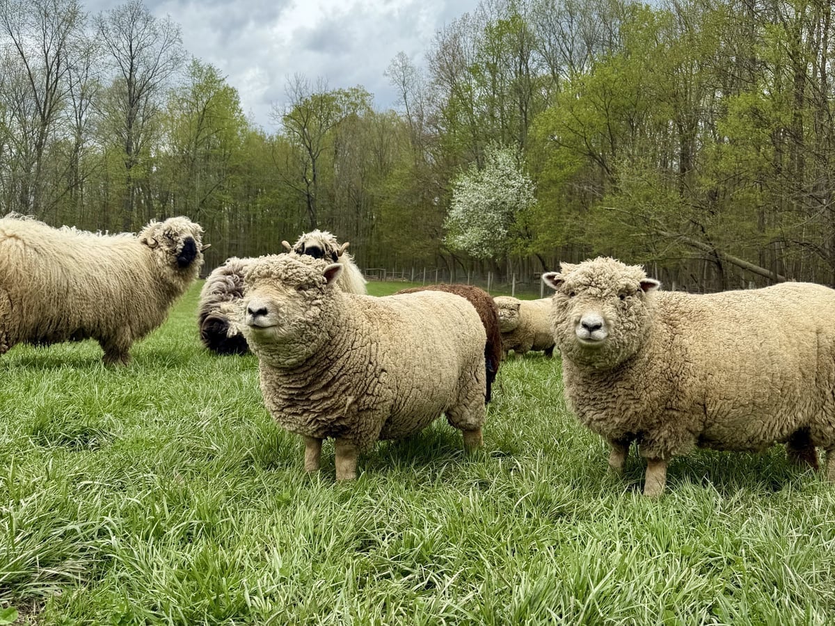 Sheep at Majestic Meadows