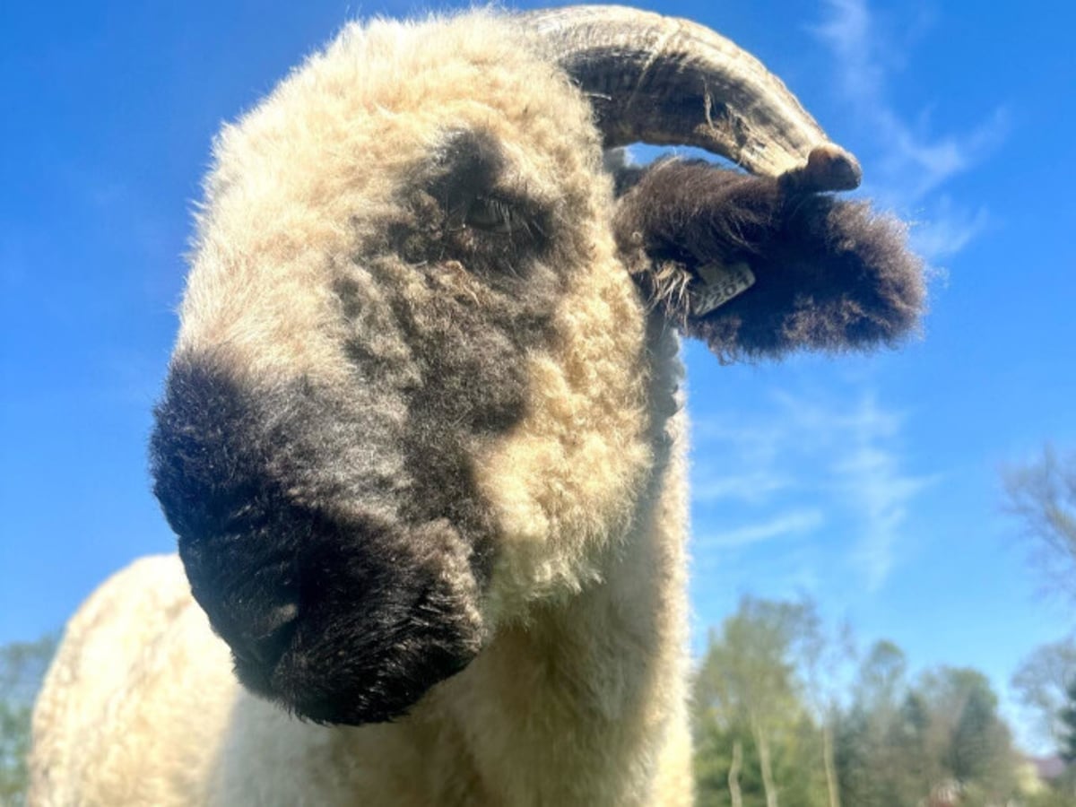 Sheep at Majestic Meadows