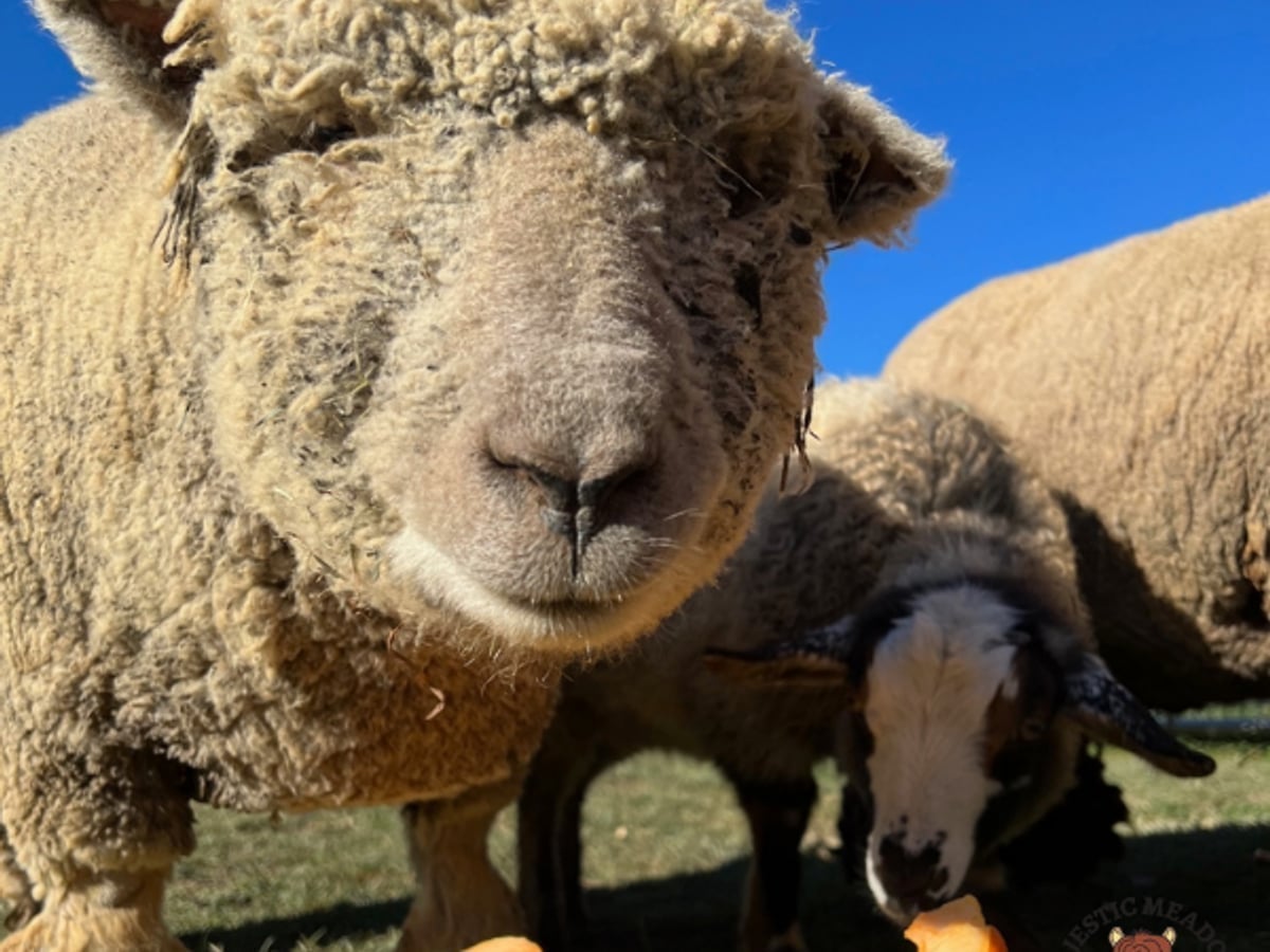 Sheep at Majestic Meadows