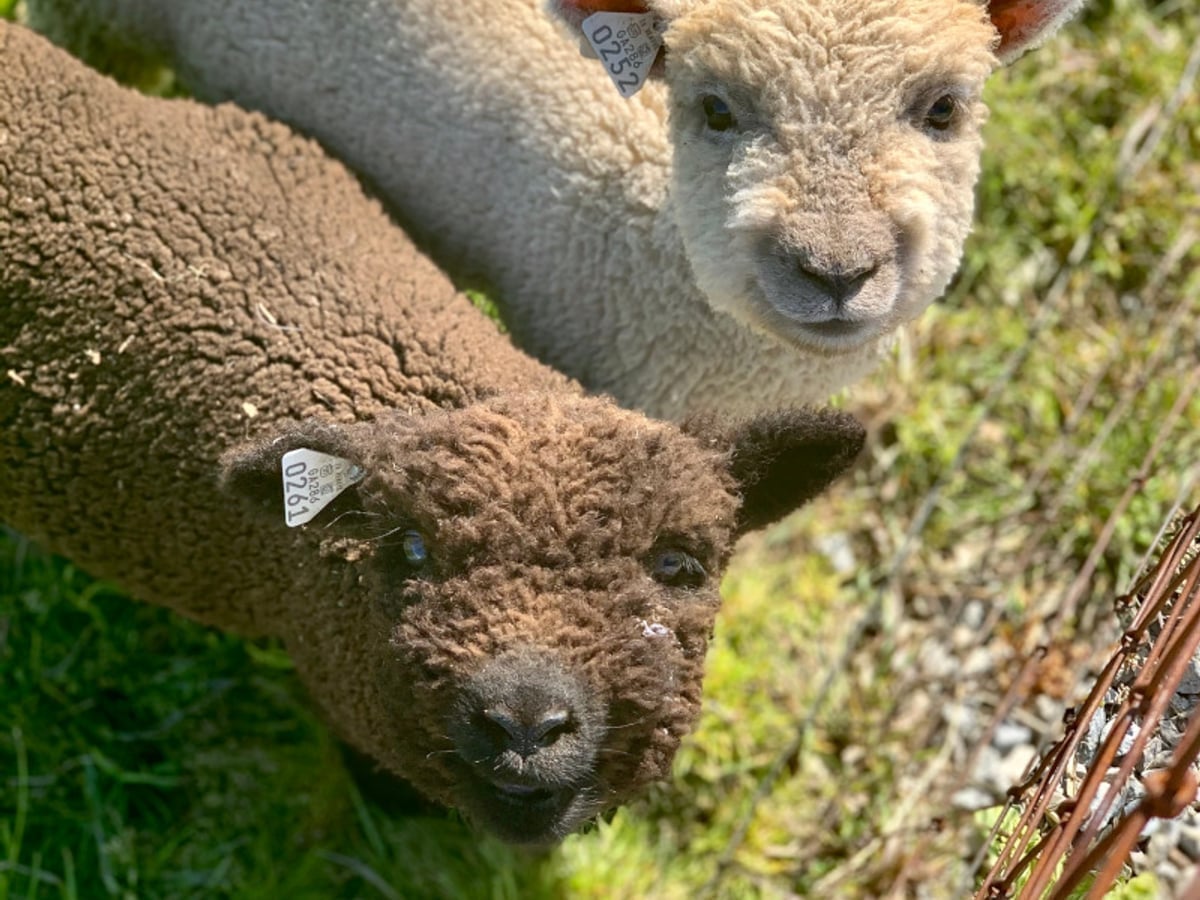 Sheep at Majestic Meadows
