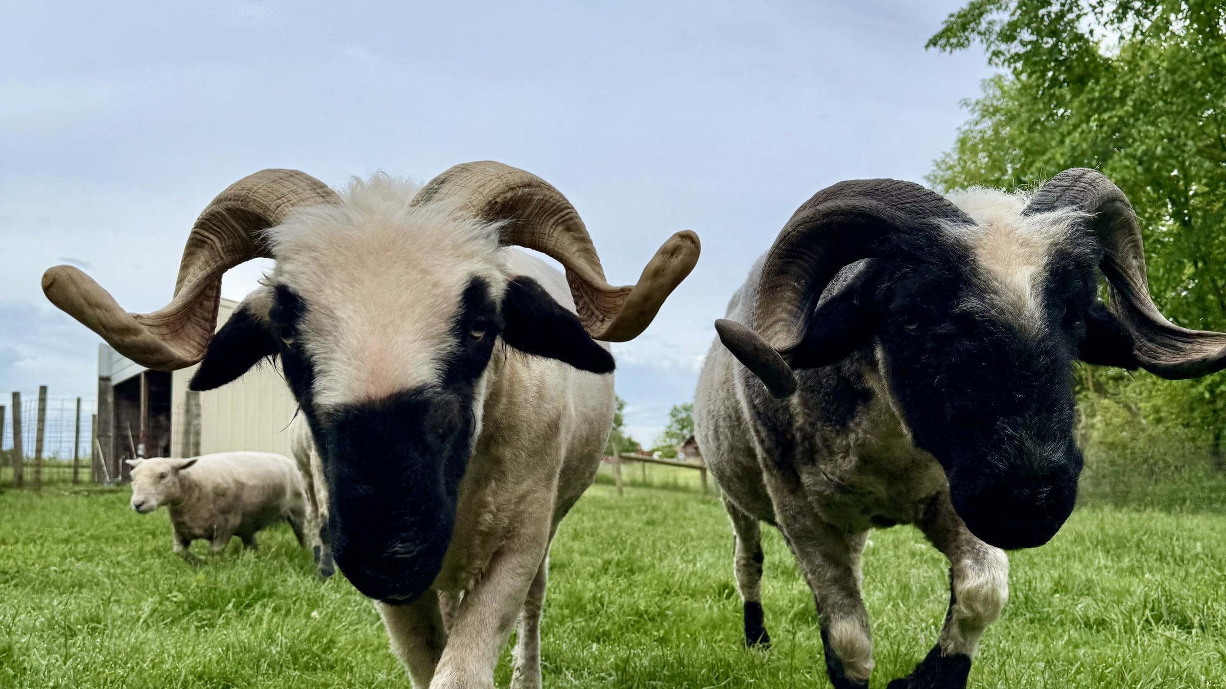 Sheep at Majestic Meadows Alpacas