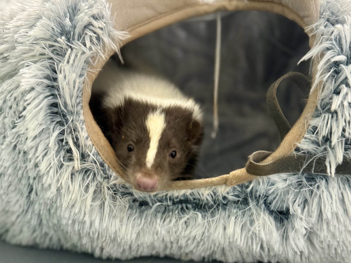 Skunk at Majestic Meadows