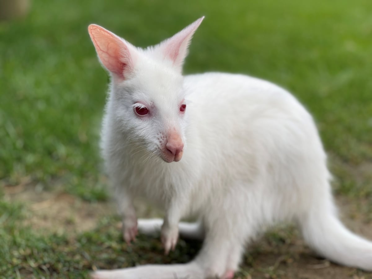 Wallaby at Majestic Meadows