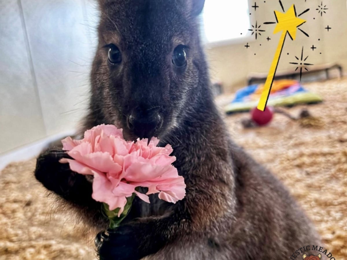 Wallaby at Majestic Meadows